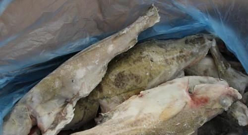 嫌弃|被人误解最深的鱼,因冷冻被人嫌弃,其实它比鲅鱼香,比鲫鱼营养