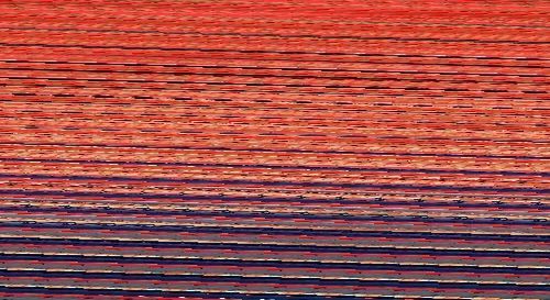 草鱼|鱼肉这做法最简单,我家隔三差五就吃,不腥还特香,一上桌就吃光