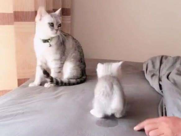  凌晨|“凌晨2点，被我家猫尿床吵醒”：猫咪总尿床，其实是这些原因