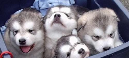 阿拉斯加|阿拉斯加宝宝组团开展「萌攻」圆滚滚模样一下就攻陷人心