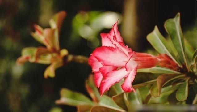 十二宫|如果你嫁给这三个黄道十二宫的男人,你是对的