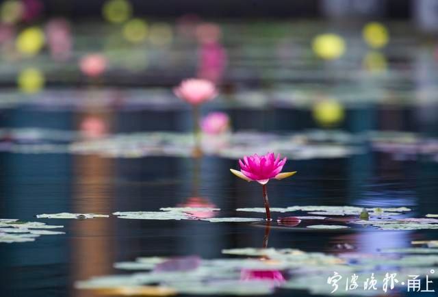  睡莲|甬城出梅日，盛夏赏睡莲