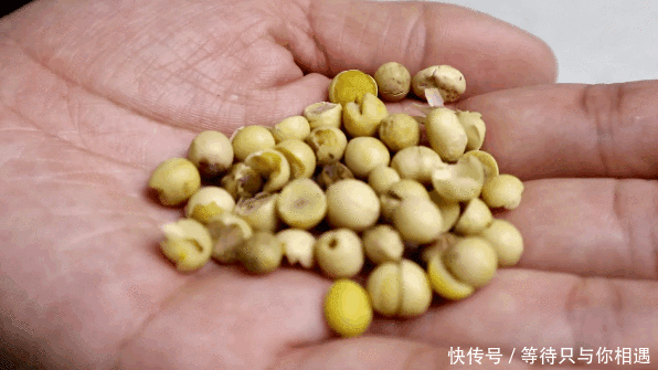 放心|腐竹不用买,1斤黄豆1口锅就能做,豆香浓郁又筋道,家人放心吃