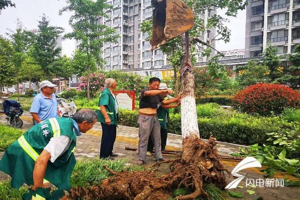 树木|济宁曲阜市园林管理中心雨住不停歇全力整修倒伏树木