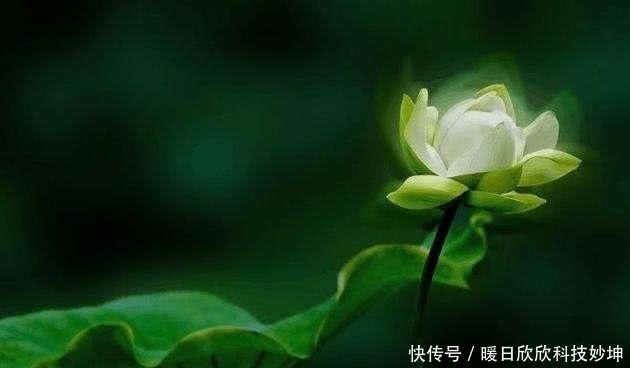 所容|四朵远古神莲，第三为无天黑莲，第一不为天地所容化成三教至宝！