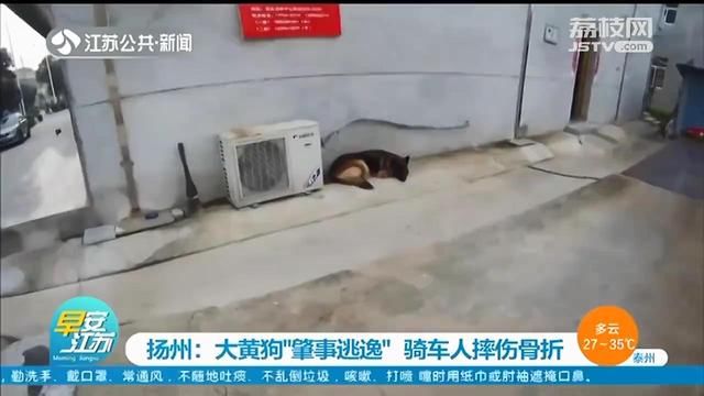  主人|大黄狗撞上电动车“肇事逃逸”，民警反复看监控找到狗主人