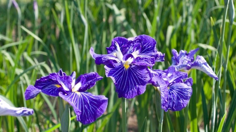 一帆风顺|下半年事业一帆风顺，还将如愿收获爱情果实的4大星座