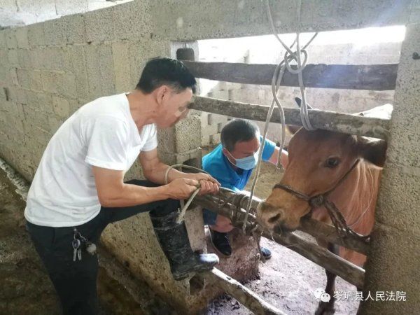  法院|牛是谁的说不清！贵州一法院给牛做“亲子鉴定”