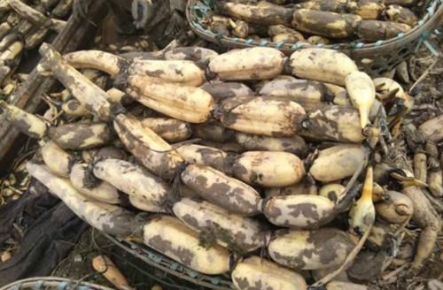  记住|买莲藕，7孔的和9孔的哪个好？30年藕农：记住4点，准没错