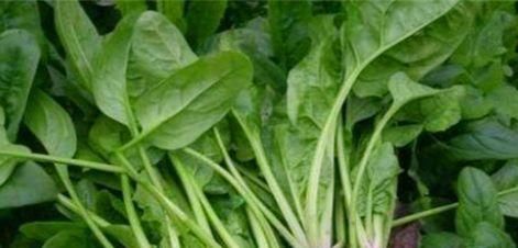  食物|女性要排毒，离不开的食物，排毒美容，清理肠胃，延缓衰老