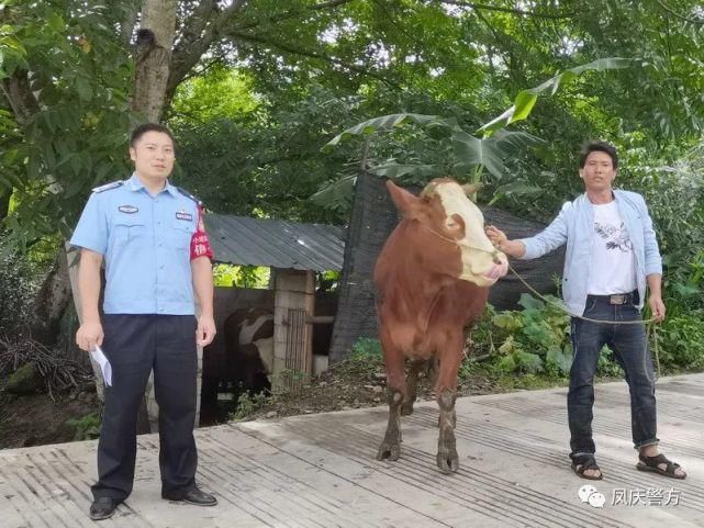 破案|凤庆警方|贫困群众耕牛不见了 民警1小时破案追回