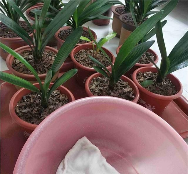  茉莉|几种废水变“肥水”，茉莉君子兰蟹爪兰“喝了”，长势旺得不得了