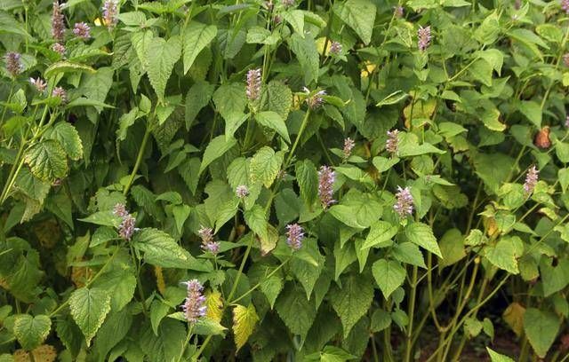  卤菜|55岁大师，教您11种能增加卤菜香味的辛香料，还教您3大使用技巧