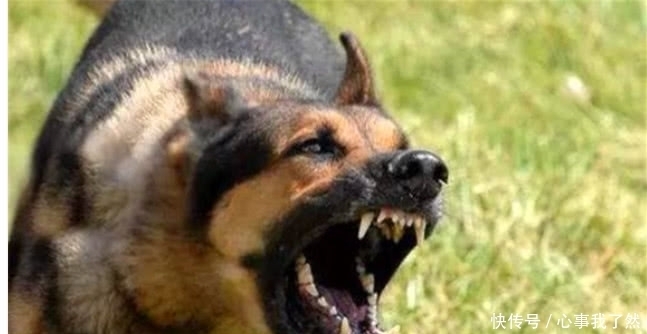 看家护院|俗语说:“喂狗别喂饱”,它的下半句才是精华、老实人要记住了