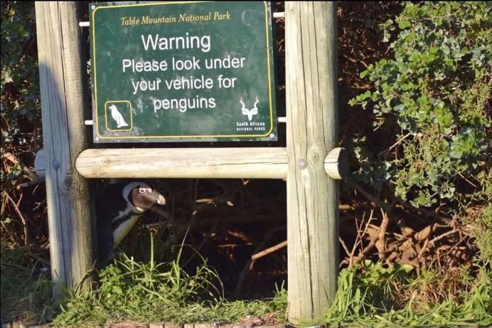  公布|谁是今年动物界的喜剧之王？喜剧野生动物摄影奖公布入围名单