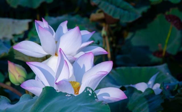  越来越|7月开始事业发达，运势如龙，财来运转，日子幸福的四生肖