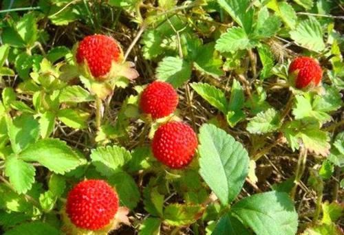  食物|菜市场难见的几种野生食物，80后们常吃，90后基本没吃过