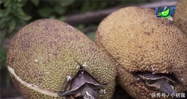 如说外地人|乌龟肉那么少, 为什么要烤乌龟? 龟蛋都被烤出来了, 煲汤不好吗?