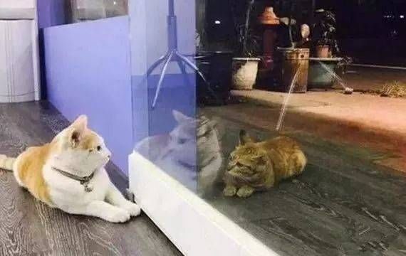  猫会|流浪猫会不会羡慕宠物猫？会！