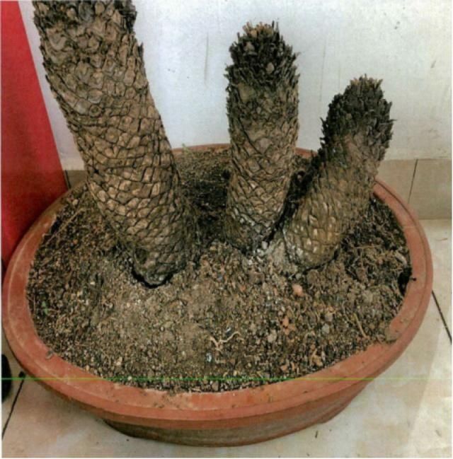  白鳞|男子顺手牵走一盆白鳞铁树因盗窃罪被判刑