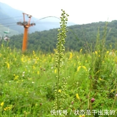 消失|当年“宝塔糖”风靡全国,为何后来却消失了?专家:看苏联干了啥