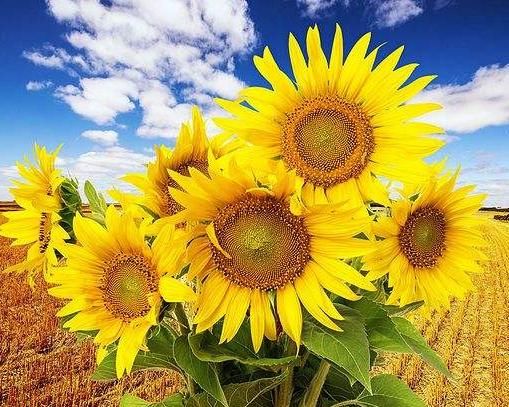 好运|哪些日子出生的人,命好运旺,得老天厚爱,做啥事都顺利