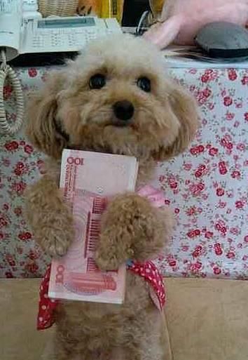  问问自己|养狗前，需要知道的6件事，你能接受吗？