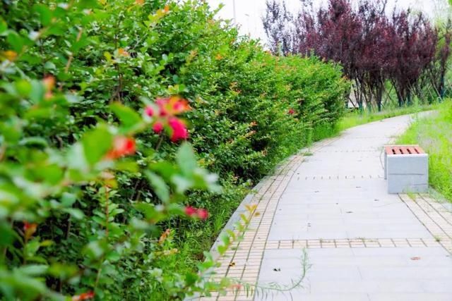  不想|汝南人气爆棚的“网红桥”，想不想来打个卡