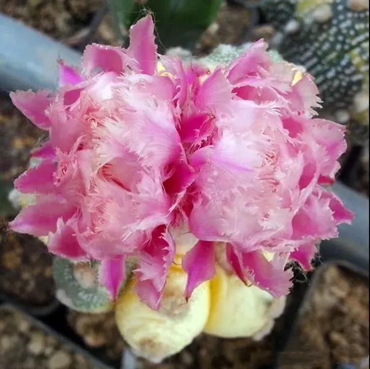  人养|每个人养肉人都应该学会鉴赏“兜”