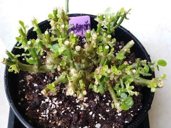 养成|最大的长寿老桩,7年时间,养成盆景!