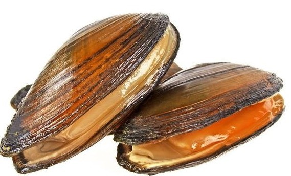 河蚌|农村河沟里的河蚌能吃吗遇到了请珍惜,它们的作用不可小觑