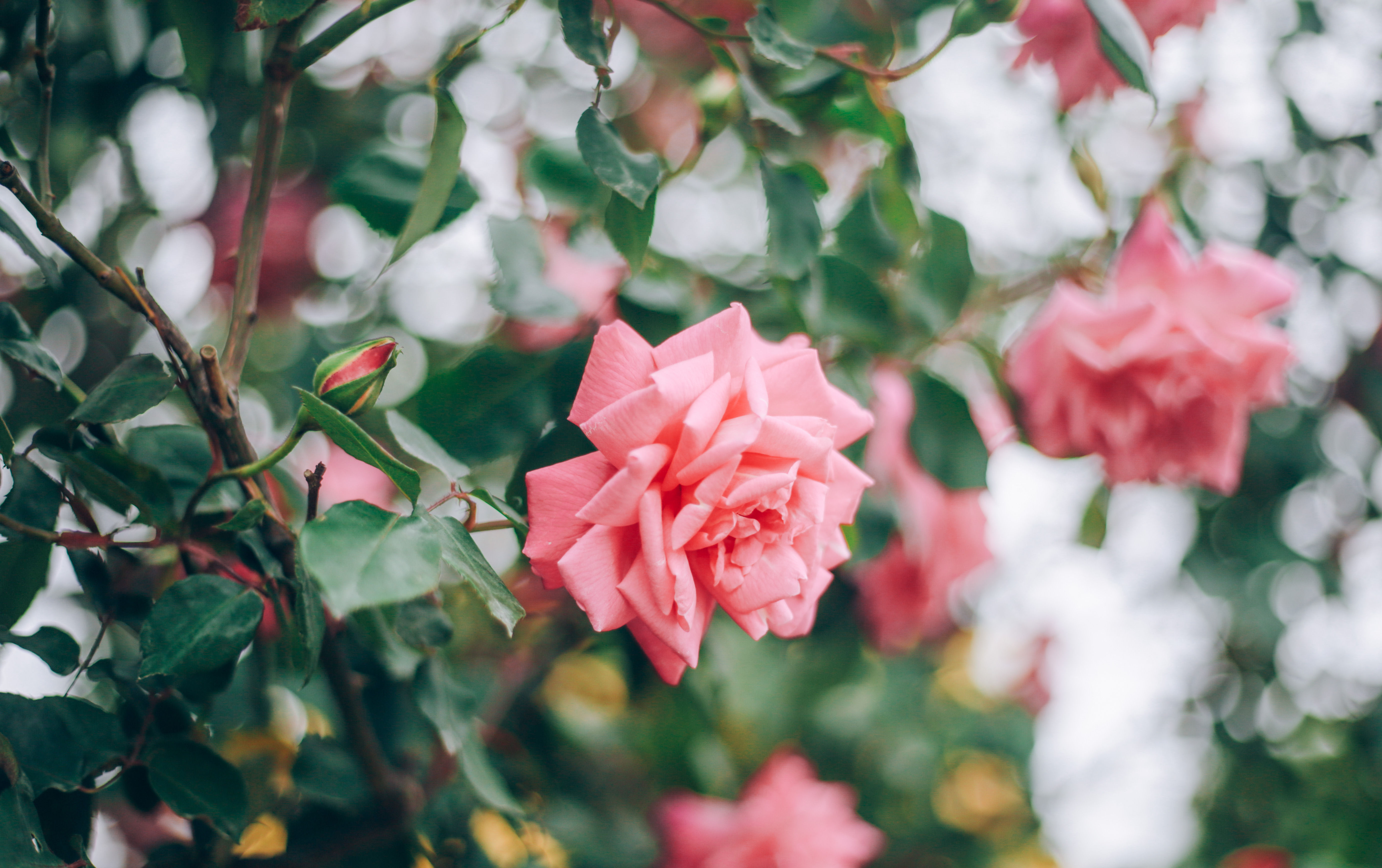 记录一下|成都,撑肚!成都的旅途中,少不了美食的“浓墨重彩”