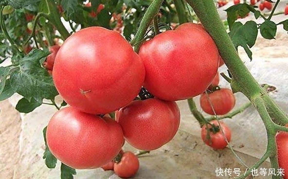 搭配|西红柿鸡蛋是“国菜”,跟“死对头”一起吃,小心慢性中毒