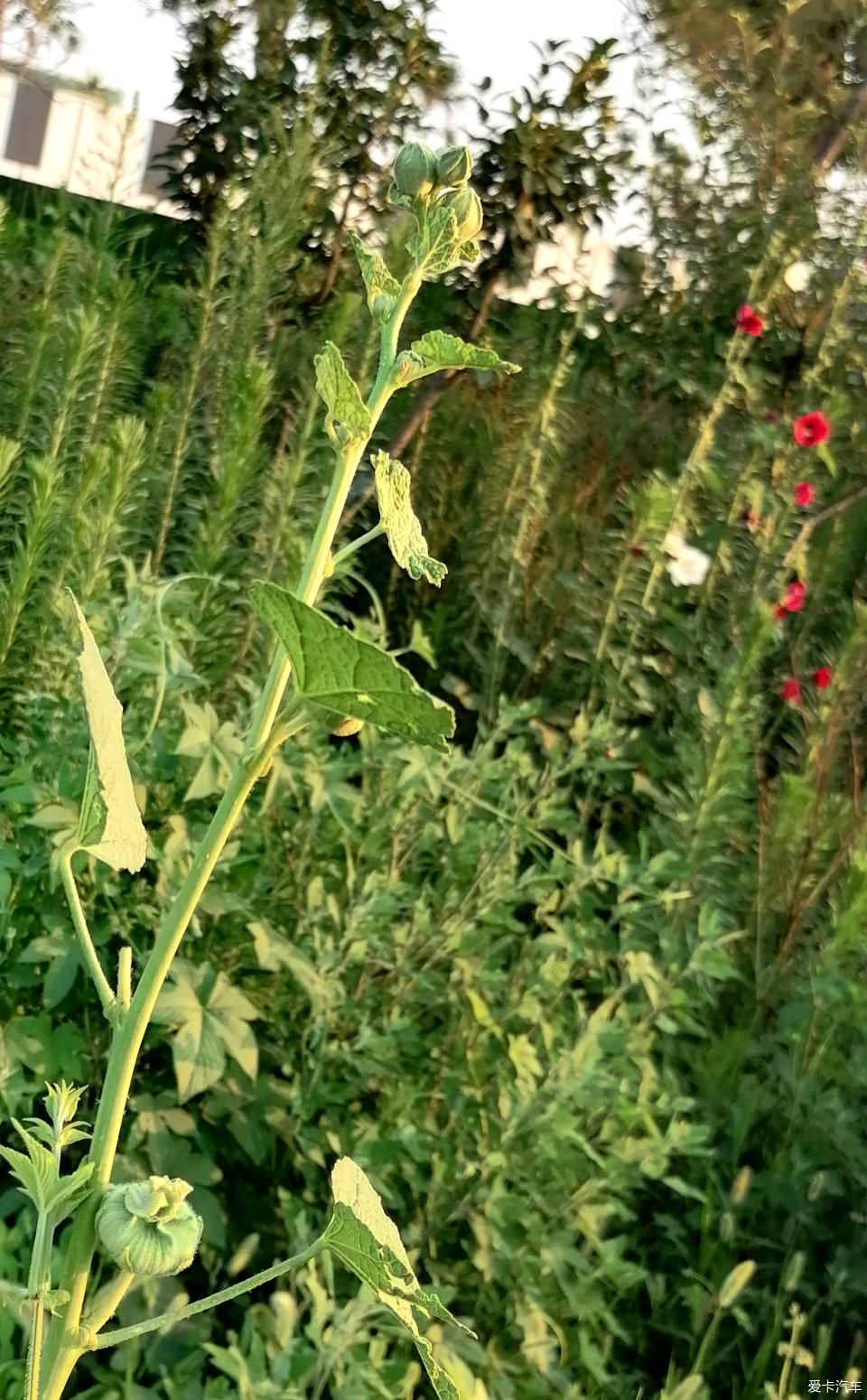 蜀葵|盛夏赏蜀葵，观花心情爽！