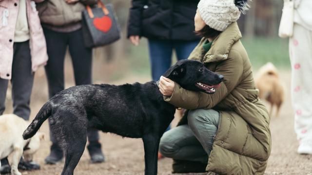  流浪狗|流浪狗，之所以流浪，为何所致