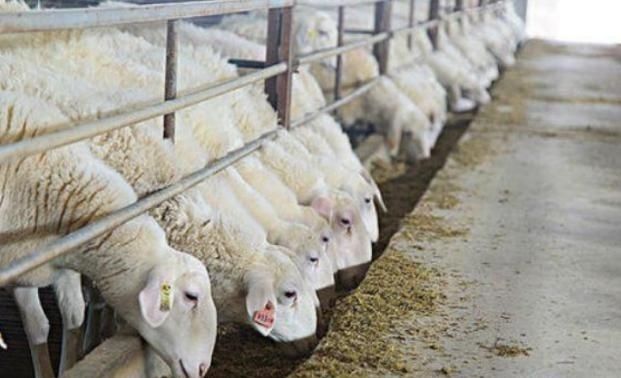  村民|世界上距离天堂最近的村庄，村民寿命平均四十岁，但没人愿意离开