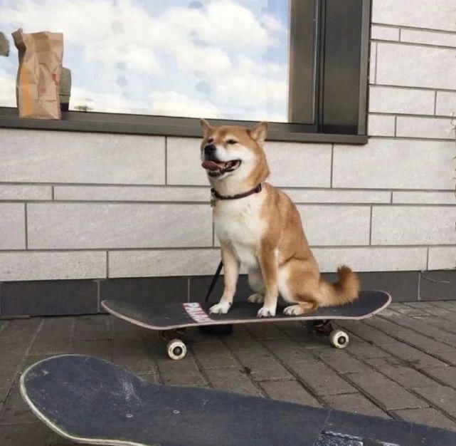  讨生活|柴柴超可爱！我们小狗讨生活可不易了！