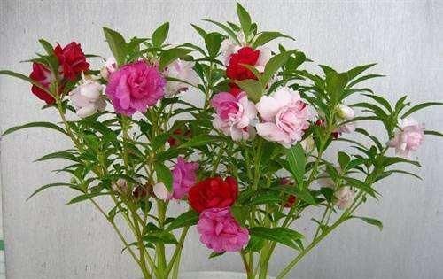 野菜|乡村有些喂猪的野菜,能治胆囊炎、黄疸性肝炎、泌尿路结石等症