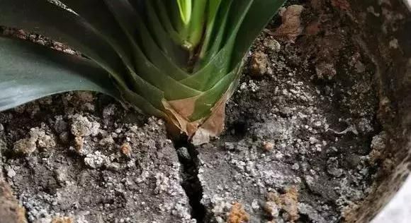  方法|无机肥用久了，土壤容易变“硬块”怎么办？教你3个“方法”解决