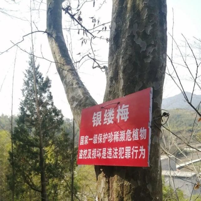 大树杜鹃|山上的雪莲，说摘就摘？