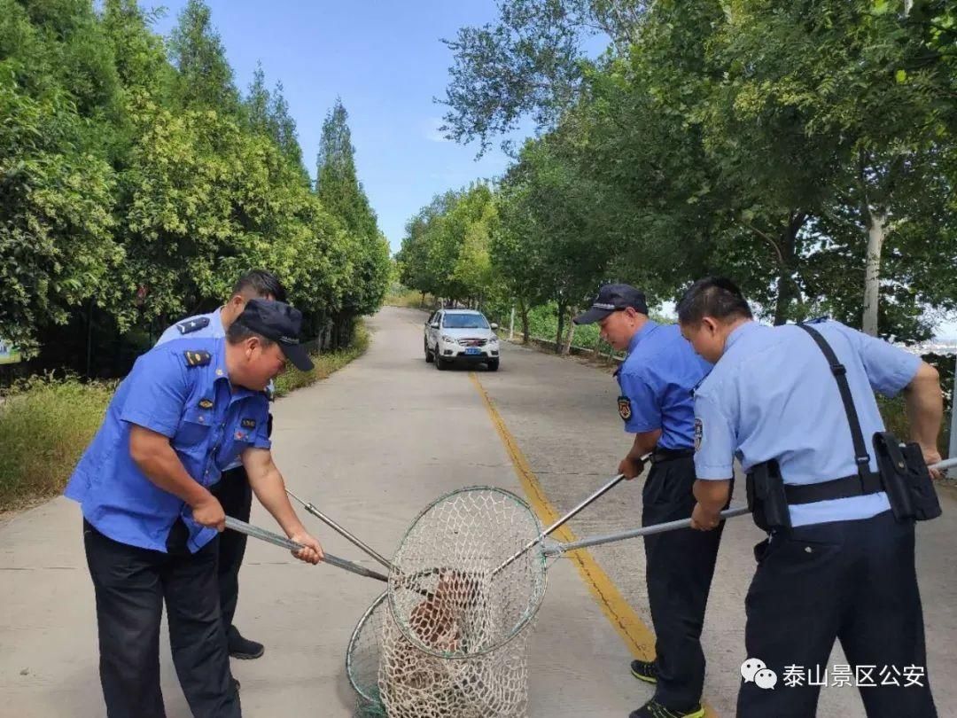 养犬行为|景区：整治“不文明养犬”景区分局一直在行动