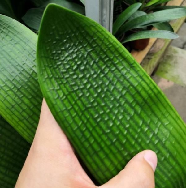  品种|君子兰被卖到“天价”，原因有4点，不懂就看，能带给你惊喜