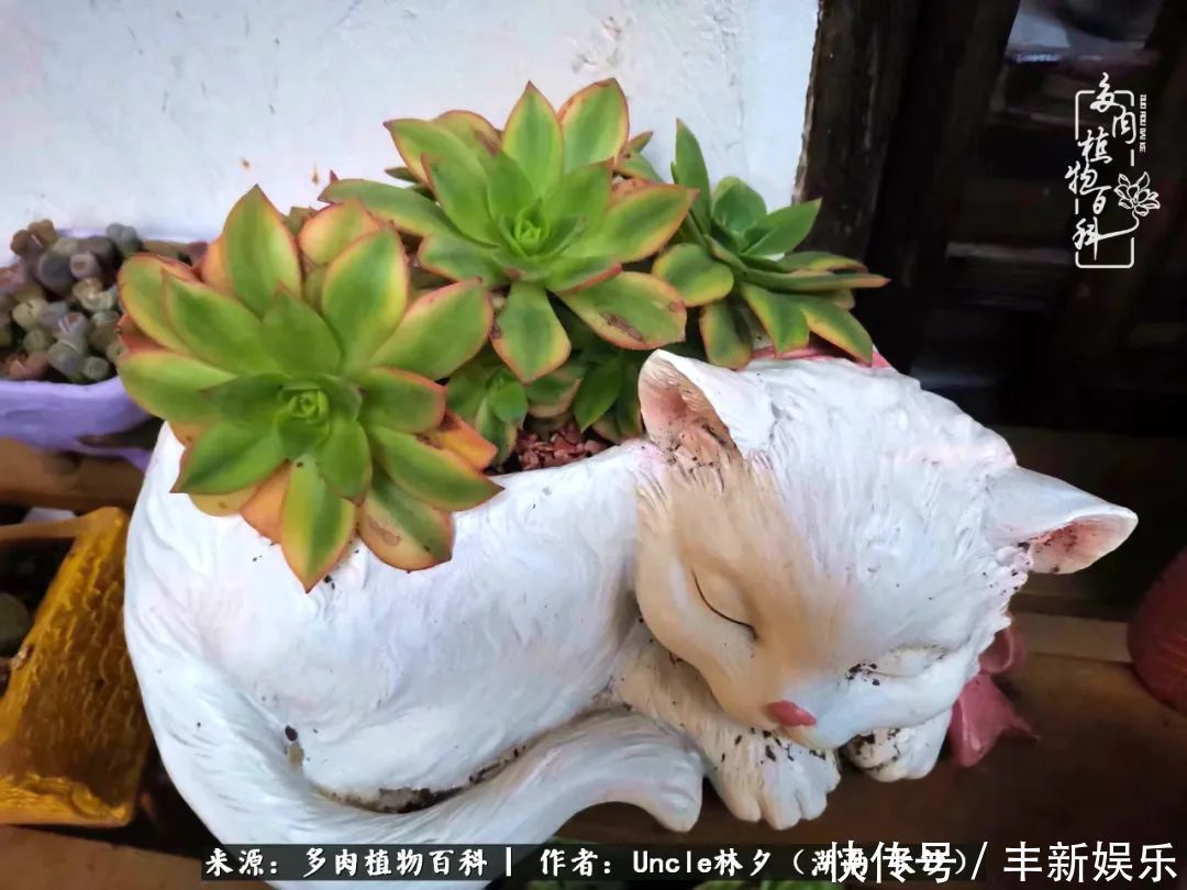  泡一壶|多肉庭院慢生活种一片多肉，喝一杯果酒，泡一壶清茶！