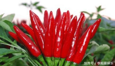辣椒|世界上最辣的植物是什么?不是魔鬼辣椒,而是一种“仙人掌”