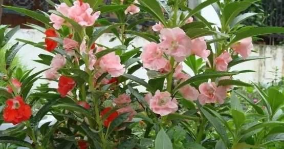  玉米地|东明老家玉米地里看到的一幕，令人......