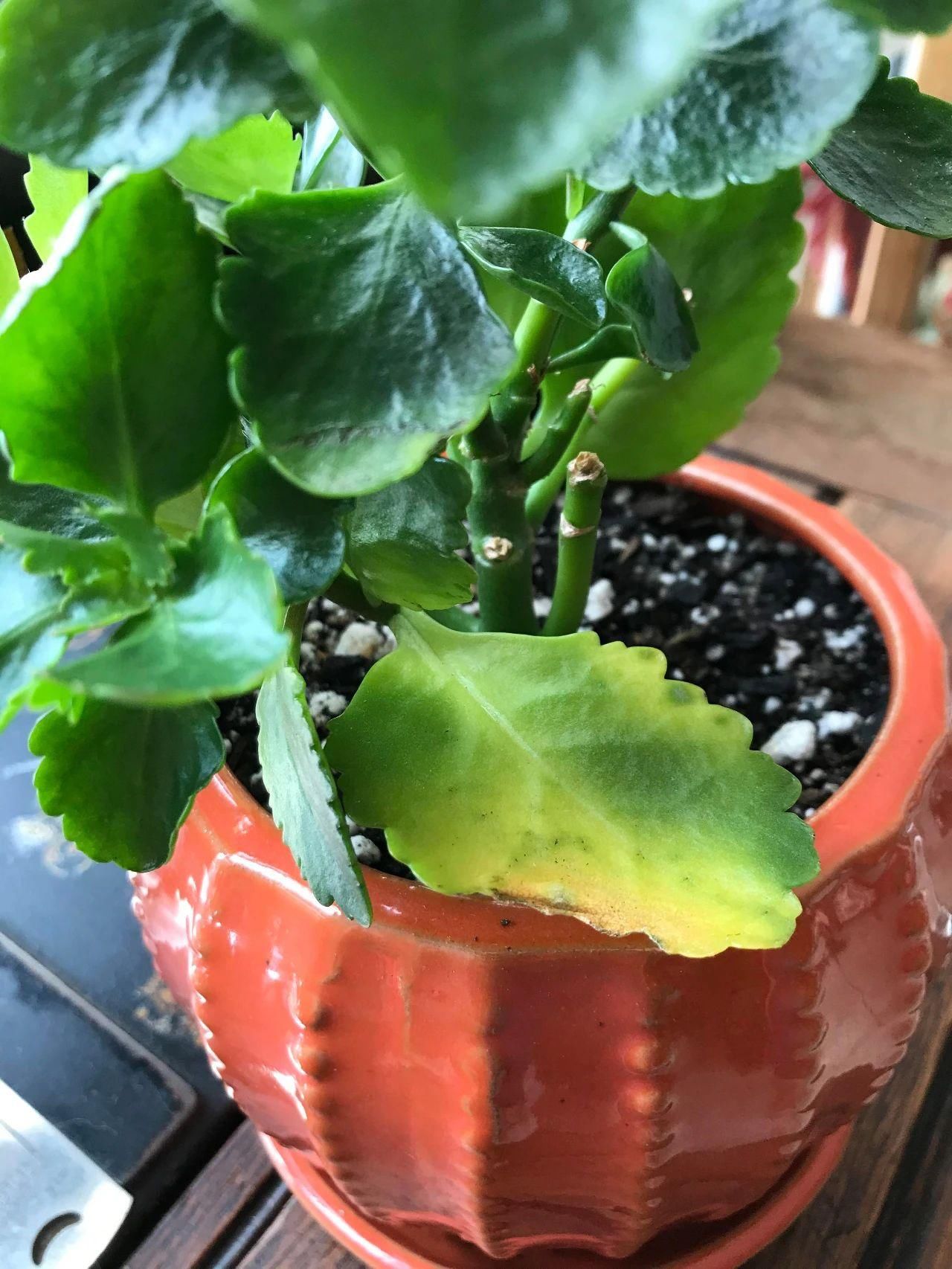 复花|室内盆栽长寿花开花指南，光照比肥料还重要，想要复花要学会修剪