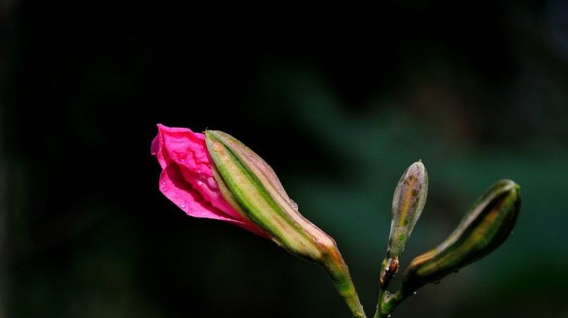 从天|真爱来了,8月初爱情从天降,4大生肖桃花运爆棚幸福一生!