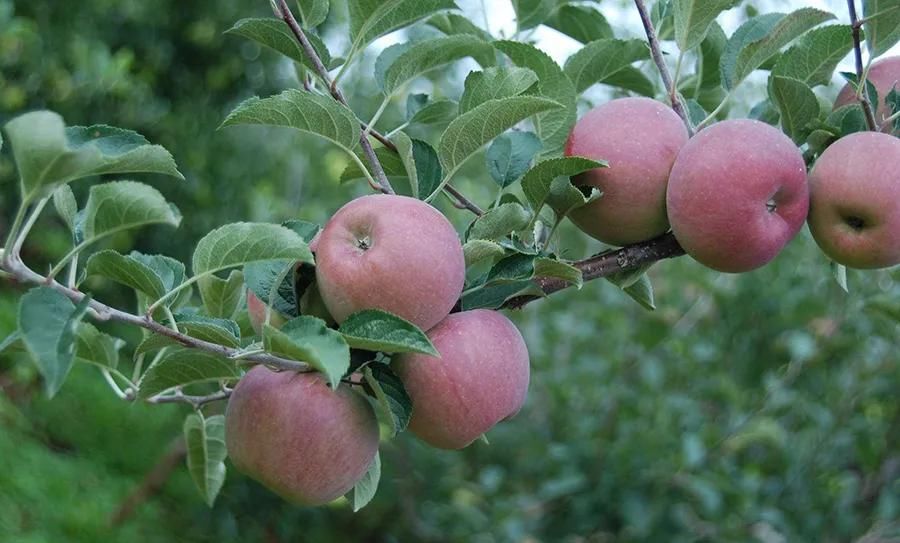 特产|大凉山特产，你知道几个？