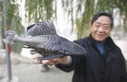 小龙虾|这种鱼外号“清道夫”,没人愿意吃,但是比小龙虾更命苦!