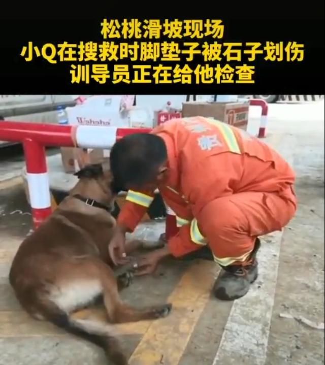  山体|山体滑坡搜救现场，搜救犬金毛为救人变“泥猴”